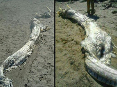 巨大海底怪獣!? 謎のUMAがスペインの砂浜に出現!