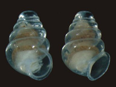 空飛ぶ透明カタツムリ!?―クロアチアの洞窟で発見