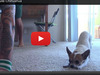 “ヨギードッグ”!?ヨガをする犬 仕事の合間に見たくなる動物動画