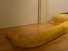 【動画】高いIQを持った蛇ードアノブを使って部屋に入る