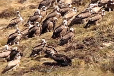 【動画】死体を狙う大量のハゲワシ、餌になる肉体 チベット「鳥葬」という風習