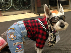 小平市の英雄犬!? ひとりでTSUTAYAにDVDを返却する、都市伝説犬・こてつ君の日常とは?