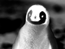 水族館のマスコットの裏の顔! 性的虐待、死体性愛…ペンギンの歪んだ性癖とは?