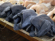 骨も肉も内臓も黒い鳥とは? 知ってるようで知らない生物の話