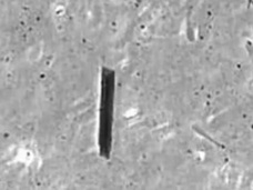 サイボーグ精子が開発される! 受精を超えた新たな用途とは?