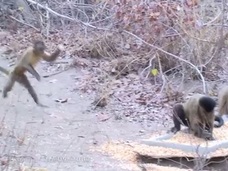【世界初】猿のツンデレ行動を捉えた映像! 異性を誘惑する甘酸っぱい姿とは?