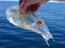 完全なるシースルーボディー!! 漁師が釣り上げた謎の生物、「サルパ」とは!?