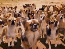 暴徒化したチワワ軍団! 悪行の限りを尽くし住民を恐怖のどん底に!! =米