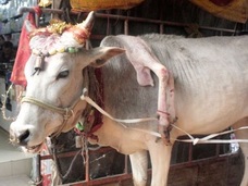 肩から「5本目の足」が生えた牛!! 飼い主とインド全土を巡る旅に出た意外な理由とは……!?