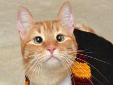 世にも珍しい「寄り目の猫」、ジャーヴィスくん! 波瀾万丈の半生とは!?