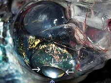【新種】4つの目と360°の視界を持つ魚「グラスヘッド・バレルアイ」!! 地球上の生物とは思えない衝撃的姿!!