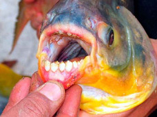 睾丸切り魚「PACU」が大量流出!? 人間と似た歯で噛みつく恐怖の淡水魚