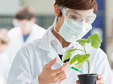 やはり植物は賢かった!! リスクを回避しながら生きる植物の姿が研究で明らかに