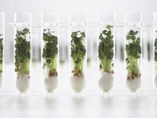 栄養価抜群の「スーパー・ベジタブル」が、人類の宇宙移住を後押し!?