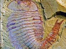 【古代生物】5億2千万年の“奇跡の化石”! どんな生物でどんな細胞組織を持っていたのか?