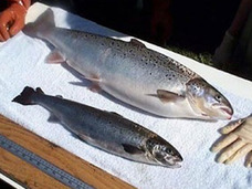 【TPP】恐怖! ここまできた、遺伝子組み換え食品!! 巨大サケ、腐らぬトマトetc…