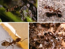 “食えるものなら何でも食う”驚怖の侵略生物が日本を襲う!! 「アルゼンチンアリ」が生態系を破壊、経済に大打撃!?