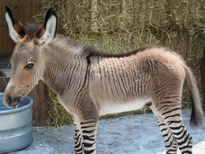 神への挑戦なのか!? 異種交配で生まれたハイブリッド動物たち