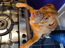 放火する犬!? 動機は「夜食、たべたい」だった…