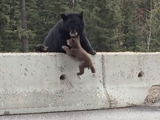 【動画】危機一髪! 感動の親熊の愛! 子熊救出作戦=カナダ