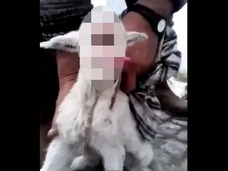 一つ目のヒツジが誕生!! 飼い主も絶句した驚きの“サイクロプス顔”とは!?