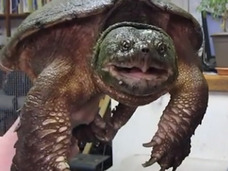 もしかしてだけど、どぶろっく江口のカミツキガメって凶暴なんじゃないの?