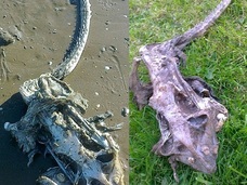 海岸に打ち上げられたモンスターの遺骸!! この世のものとは思えない姿に議論沸騰!