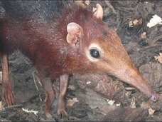 遺伝子学的にはゾウに近い新種ネズミ!? 不思議な珍獣「ゾウトガリネズミ」発見される