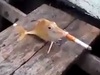 【動画】これはヤバい「喫煙魚」! ― 漁師が魚にタバコを強要、世界中で非難の嵐