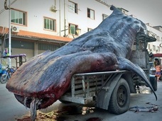 中国のトンデモ光景! “世界最大の絶滅危惧魚”を運ぶ漁師の姿がスゴいことに…!