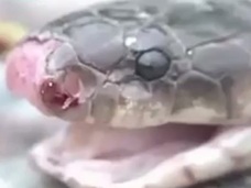 【動画アリ】切り落としたコブラの生首に噛み付かれて男性死亡!=中国