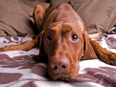 米で話題の「犬を食べることについての議論」が深く考えさせられる ― なぜ、犬はダメなのか?