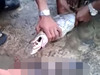 【動画】ヘビの胃袋を絞り出してみたら? 丸呑みされた獲物たちが次々と…戦慄の光景!