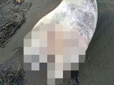 海岸に打ち上げられた“2つの頭を持つ”イルカ!! 「極めて珍しいケース」に学者も興奮!
