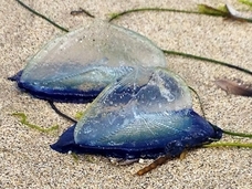 まるでガラス細工! 海岸に漂着する謎の生物「カツオノカンムリ」が美しすぎる!