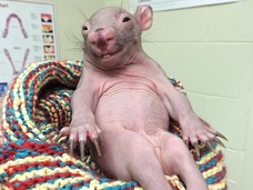 どう見てもオッサン!? 哀愁ただよう動物・リアちゃんが“キモかわいい”! 何の動物だかわかる?