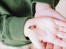 「これからはバッタが美味しい季節です」虫食いの前に知っておきたい5つのルール