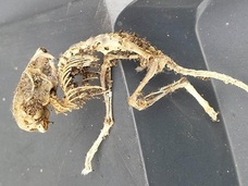 エイリアンとしか思えない!! 謎の死骸と繭がキッチンの戸棚で発見される=英