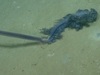 【動画】“激レア”な深海生物をついに激写!! 不思議すぎる生態の「ポリプ群体」とは!?