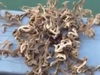 【動画】新種か、突然変異か、エイリアンか!? 無数の触手がウネウネ、謎の海洋生物が釣り上げられる!!