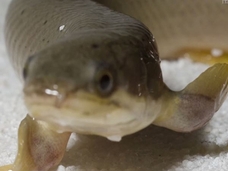 【進化の謎】8カ月間の訓練で魚が陸上歩行!? 水中から陸上生活に移行するプロセスが実験で明らかに!!