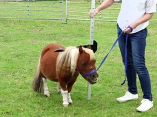 親友は犬!? 小人症の馬が可愛い過ぎる!