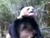 【動画】自慰行為中のパンダが見せる恍惚とした表情を、とくとご覧あれ!