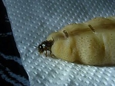 まるで地球外生命体!? ブヨブヨと波打つ女王シロアリの姿がグロ過ぎる!!