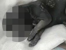 【閲覧注意】ゾウの鼻を持つ犬!! ハリポタの妖精ドビーもビックリの奇形とは!?