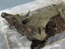 “完璧な状態”の「9,300年前のバイソンのミイラ」! 研究結果が明らかに=シベリア