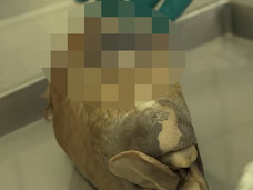 【閲覧注意】眼球1つで黒目2つ… 単眼症の馬が衝撃的すぎる! 研究者「過去30年間見たことない」
