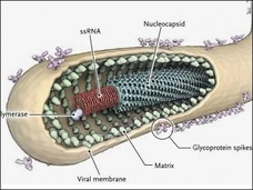 エボラ生物兵器説 ― 秘かに囁かれる驚愕の事実と大国の野望