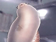 軟体動物・夢の2大饗宴「巨大ナメクジVSかたつむり」 ― 哲学的境地に達した映像3本