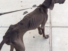現代のサバイバル犬!! 死の瀬戸際で助け出されたその可哀想すぎる姿とは
